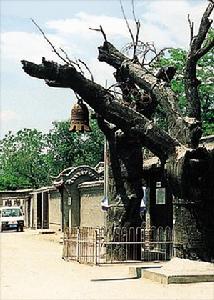 清苑縣冉莊 清苑縣冉莊