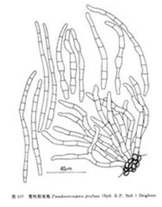 寬柱假尾孢 寬柱假尾孢