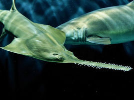 後鰭鋸鰩 後鰭鋸鰩