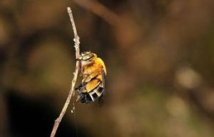 東亞無墊蜂 東亞無墊蜂