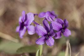 紫羅蘭[芍藥屬牡丹栽培品種]