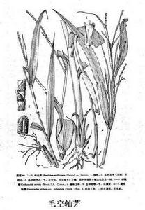 毛空軸茅 毛空軸茅