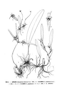 直唇卷瓣蘭 直唇卷瓣蘭