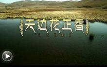 天邊花正香[歌曲]