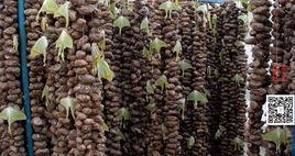 長尾水清蛾 長尾水清蛾