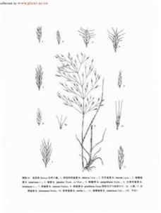 台灣雀麥 台灣雀麥