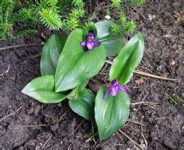 頭花象牙參 頭花象牙參