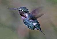 粉髯林蜂鳥 粉髯林蜂鳥