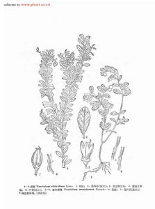 寶興越桔 寶興越桔