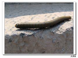 千腳蟲[千腳蟲]