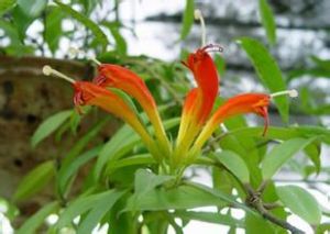 芒毛苣苔 芒毛苣苔