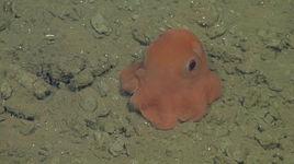 萌萌噠[一種外型比較萌的章魚]