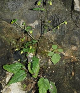 毛暗花金挖耳 毛暗花金挖耳