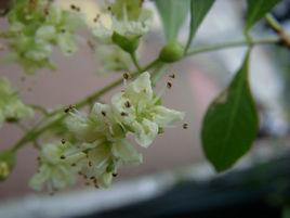 散沫花染髮粉 散沫花染髮粉