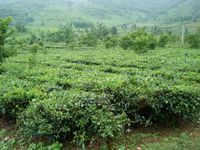 中東八隊自然村 中東八隊自然村