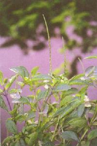 假蛇尾草屬 假蛇尾草屬