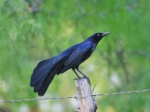 黑擬八哥 黑擬八哥