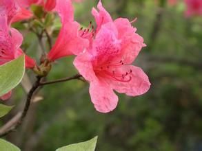 尖葉杜鵑 尖葉杜鵑