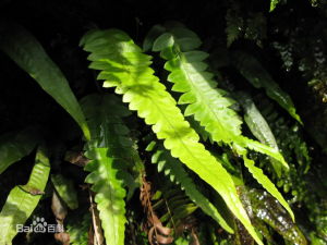 單葉鞭葉蕨 單葉鞭葉蕨