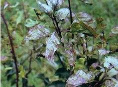 梅樹縮葉病 梅樹縮葉病