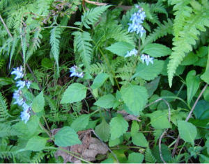 苣苔香茶菜 苣苔香茶菜