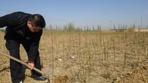 文冠果起苗(張東旭攝影)