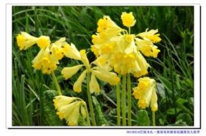 彎葉鳶尾 彎葉鳶尾