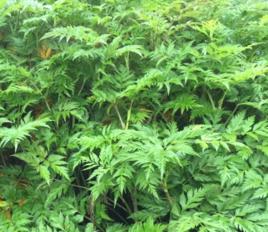 太白草藥 太白草藥