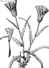 長莖婆羅門參 長莖婆羅門參