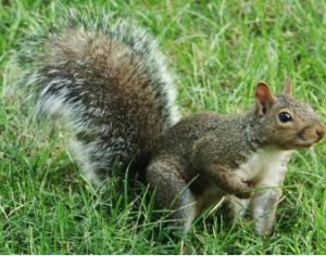 金背松鼠台灣亞種 金背松鼠台灣亞種