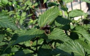 海南苧麻 海南苧麻