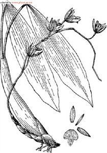 栗鱗貝母蘭 栗鱗貝母蘭