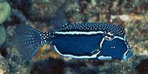 惠氏箱魨 惠氏箱魨