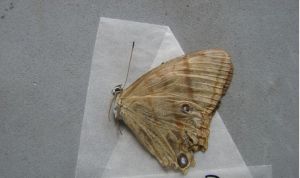 門左黛眼蝶 門左黛眼蝶