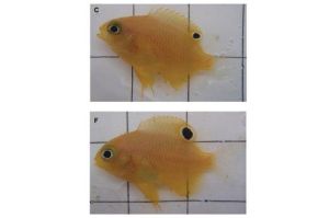 與捕食者接觸6個周的那些雀鯛（F）與其它受控魚群（C）相比，有著較大的眼狀斑點和較小的眼睛。