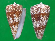 阿瑪迪芋螺（上海岡瓦納自然網）