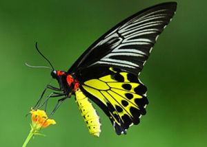 竹節裳鳳蝶 竹節裳鳳蝶