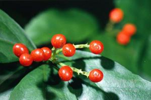 雲台山[湖南省安化縣雲台山]