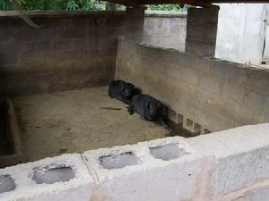 上龍茵村-生豬養殖