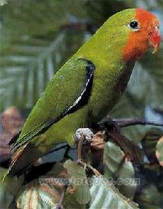 紅頭情侶鸚鵡