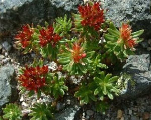 長毛聖地紅景天 長毛聖地紅景天