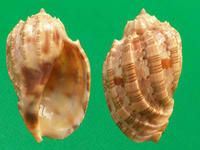 斑節楊桃螺