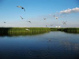 大慶龍鳳濕地 大慶龍鳳濕地