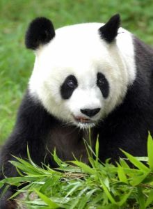 熊貓巴斯 熊貓巴斯