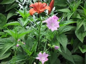 山丹苔草 山丹苔草