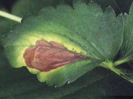 草莓葉枯病 草莓葉枯病