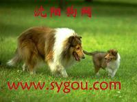 粗毛柯利犬 粗毛柯利犬