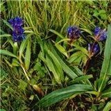 山西瓦韋 山西瓦韋