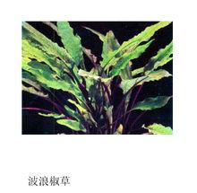 綠色的波浪椒草