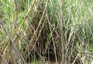 黃埔弓箭獵場 黃埔弓箭獵場